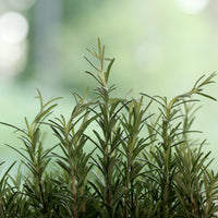 Tarragon_SH32_2