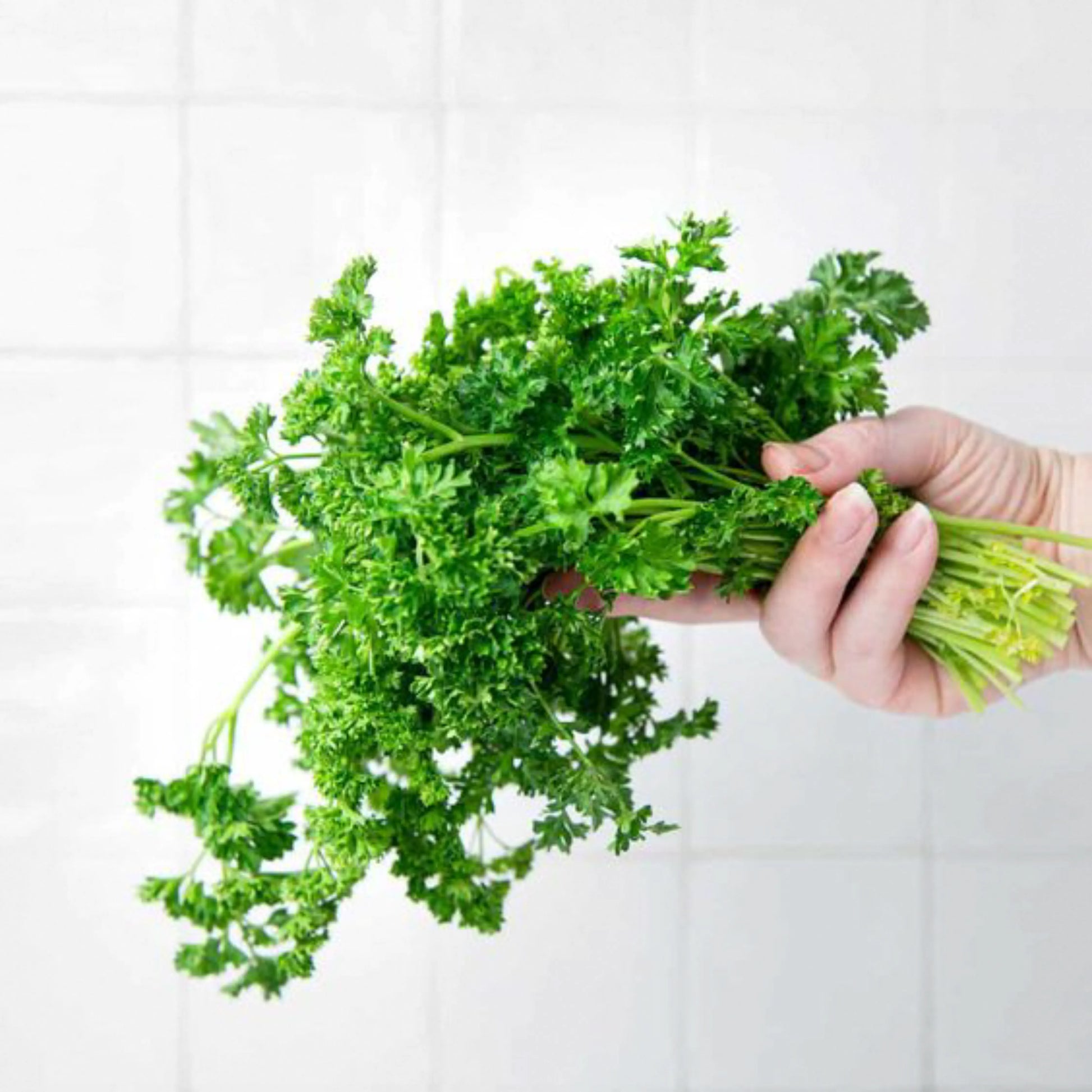 Parsley_leaves_2